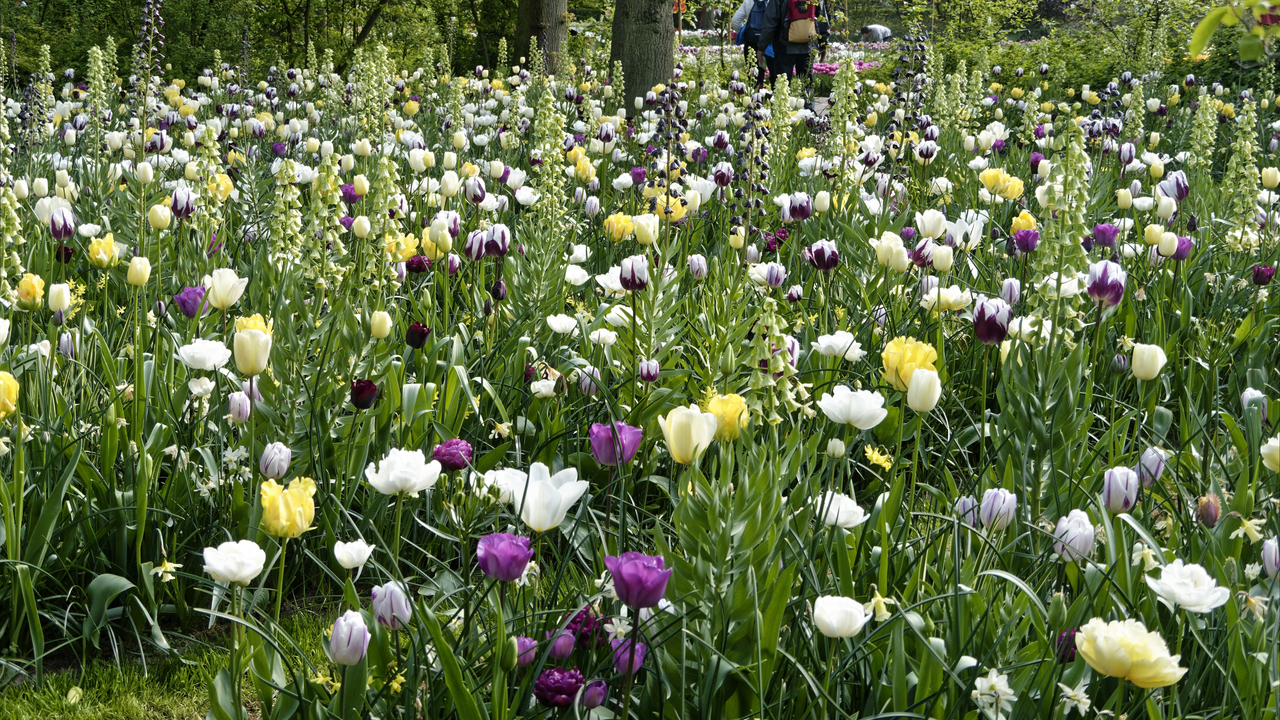 20140423 101613 Keukenhof Gardens, Lisse, South Holland, Netherlands